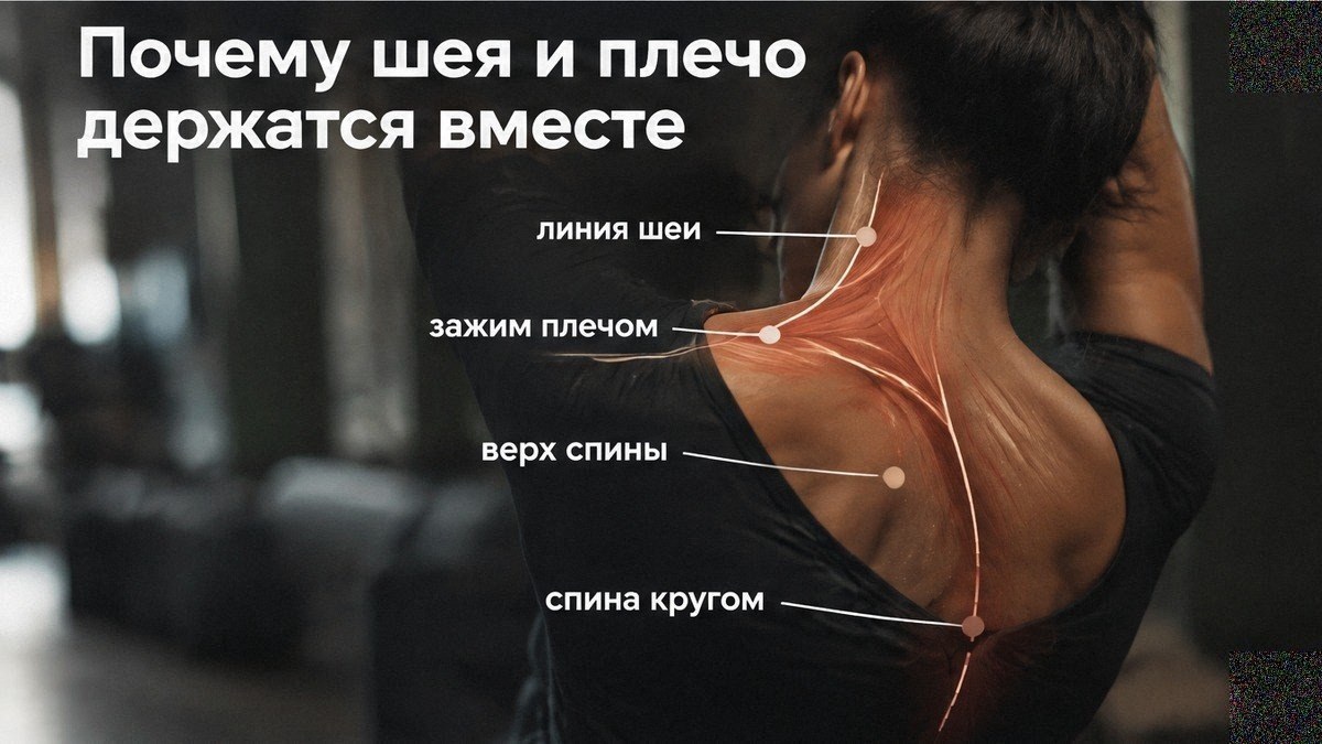 Инфографика: почему шея и плечо зажимаются вместе